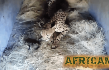 Africam: King Cheetah Gives Birth