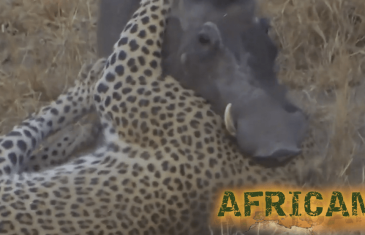Africam: Leopard Vs Warthog