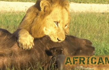 Africam : Four Male Lions Kill and Eat One African Buffalo